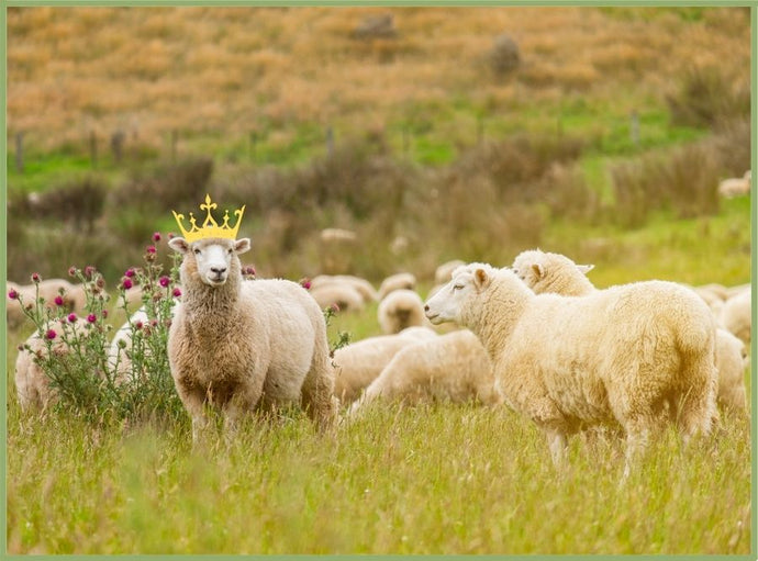 Merino Wool - The King of Fibers