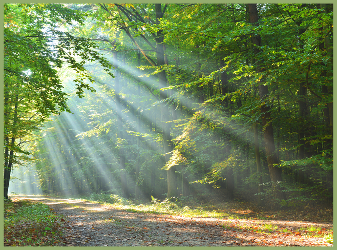 Nature Deficit, Forest Bathing and Earthing?