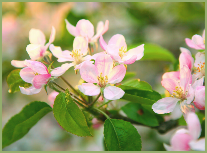 Blossoming into Spring